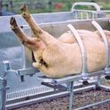 Ritchie Adjustable Sheep Turn-Over Crate additional 1