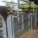 Ritchie Highland Cattle Crate additional 2