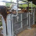 Ritchie Adjustable Highland Cattle Crate additional 3
