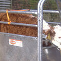 Ritchie Calf Dehorning Crate additional 2