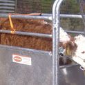 Ritchie Galvanised Calf Dehorning Crate additional 1
