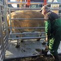 Ritchie Steel Frame Calving Cube additional 3