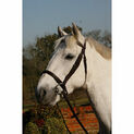 JHL Bridle Cavesson Raised Brown additional 1