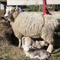 Agrihealth ADLAM Versatile Lambing Harness additional 4