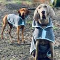 Henry Wag Dog Drying Coat additional 2
