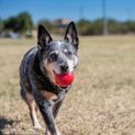 KONG Ball Durable Dog Toy additional 2