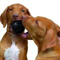 KONG Ball Extreme Dog Toy additional 3