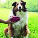 KONG Zoomgroom additional 3