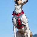 Kurgo Journey Air Harness Red additional 3
