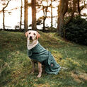 Danish Design Dog Robe Towel Green additional 5