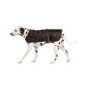 Danish Design Fatface Wax Dog Coat Sussex Brown additional 4
