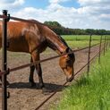 5 x 155cm Gallagher Horse Stirrup Electric Fence Post Terra (Brown) additional 4