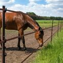 10 x 155cm Gallagher Horse Stirrup Electric Fence Post Terra (Brown) additional 3