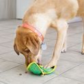 KONG Ballistic Hide N Treat additional 4