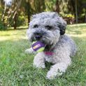 KONG Crunchair Balls For Dogs additional 1