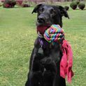 KONG Wubba Weaves Fetch Toy additional 3