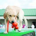 KONG Wubba Wet Dog Toy additional 2