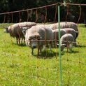 50m x 90cm Gallagher Double Spike Sheep Netting additional 2