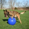 Jolly Pets Push-N-Play 6" Dog Ball additional 1