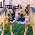 KONG Ogee Stick Dog Toy additional 2
