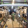 Guy Cotten Eleveur Green Dairy/Milking Apron additional 9