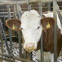 Kerbl Plastic Anti-Suckler/Calf Weaner additional 2
