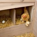 Kerbl Chicken Coop Emma additional 4