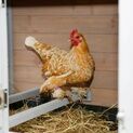 Kerbl Chicken House/Coop Bonny additional 4