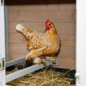 Kerbl Chicken House/Coop Bonny additional 4