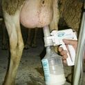 Kerbl Sheep Milk Pump Kit additional 4
