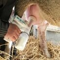 Kerbl Sheep Milk Pump Kit additional 3
