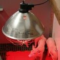 Kerbl 250w Infrared Reflector Heat Lamp additional 3