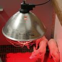 Kerbl E27 250w Infrared Reflector Heat Lamp additional 3