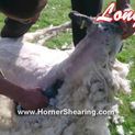 Longhorn 3.2 Complete Shearing Kit - 12v - Pin Drive additional 5