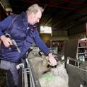 Natural Stockcare Twin Plus Drench For Sheep additional 5