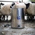 Warm Milk Feeder (Lambs) - Complete additional 3