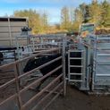 Ritchie 3-Way Silent Drafting Gate For Cattle additional 3