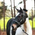 Equilibrium Stellar All Weather Headcollar Black additional 2