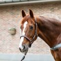 Equilibrium Stellar All Weather Headcollar Brown additional 2