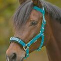Waldhausen Economic Lunging Halter Azure Blue additional 2