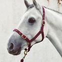 Equi-Sential Economy Web Headcollar Purple additional 3