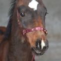 Equisential Nylon Headcollar Green/Burgundy additional 6