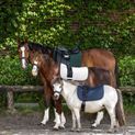 Waldhausen Felix Night Blue Saddle Pad additional 6