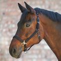 Waldhausen Gloomy Halter in Black additional 3