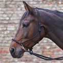 Waldhausen Knotted Halter with Reins Black additional 2