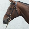 Mackey Classic In-Hand Bridle Black additional 2