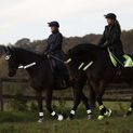 Waldhausen Reflex Neon Yellow Bridle Set additional 2