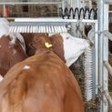 Kerbl Cattle Coat Cleaning Brush Texas additional 4