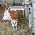 Kerbl Cattle Coat Cleaning Brush Texas additional 2