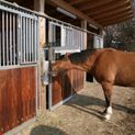 Kerbl Cattle Coat Cleaning Brush Texas additional 3